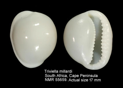 Triviella millardi (3).jpg - Triviella millardi (Cate,1979)